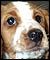 Dave the dog