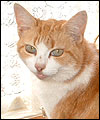 Ginny