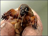 Mole cricket