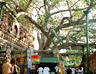 The Bodhi Tree at Bodh Gaya plays an important part in the story of Buddha
