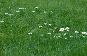 Daisies in grass