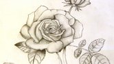Rose in pencil...