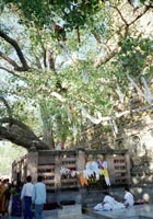 Tall tree with flags decorating its branches. Visitors walk past and Buddhists sit in the louts position beneath it