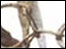manacles