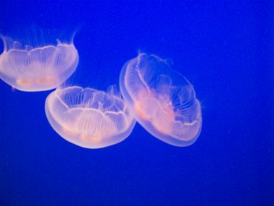 JellyFish