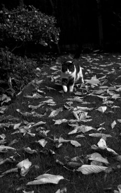 Stalker