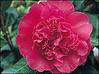 Camelia x williamsii 'Donation'