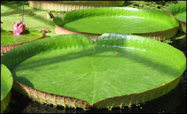 Lilly pads, Oxford Botanic Garden by Rosemary Cannon, Great Bourton - Please do not copy