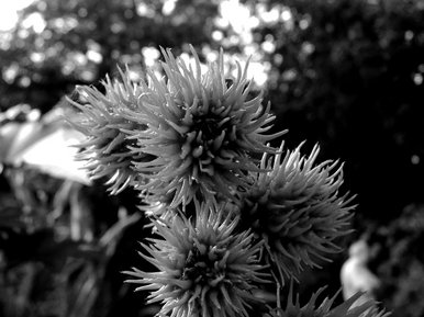 Black and white flowers