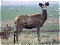 Deer