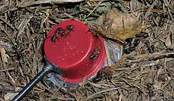 Wood ants moving over the microphone on the outside of the nest