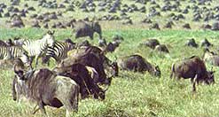 Wildebeest on the Serengeti
