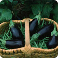 Aubergines