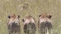 Cheetah males approach cubs