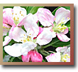 Crab Apple