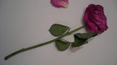 Roses for the... Roses for the...