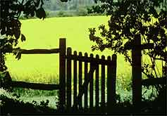 Sussex fields