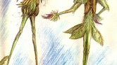 Dandelion and...