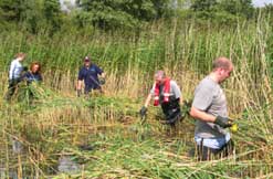 The reedbed at walton lake with volunteers reed cutting