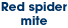 Red spider mite