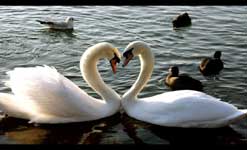swansheart