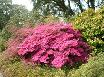 Trelissick in bloom