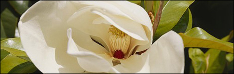 Magnolia Grandiflora