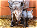 Black rhino Sita and her calf
