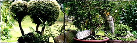 Shrubs