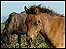 Ponies