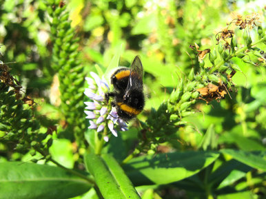 Bee