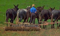 Amish man with a seed drill pulled by a team of mules