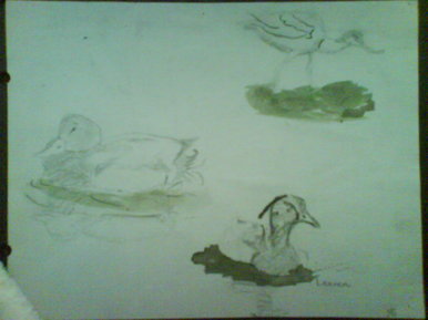 Ducks!