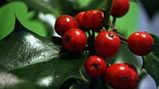 Photograph of holly leaves and berries