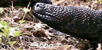 beaded lizard