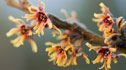 Hamamelis vernalis 'Orange Glow'