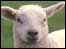 Lamb