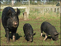 Berkshire sow with 2 piglets