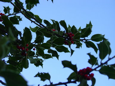 Frosted Holly