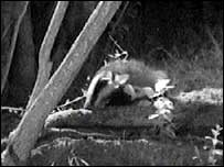 Badger filmed at night