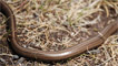 A slow worm