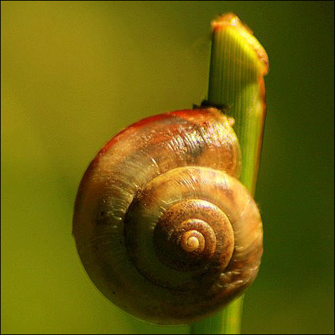 Snail on plant stem in Trimdon Village garden. Dennis Parkinson.