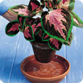 Dehydrated plant