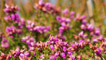 Colourful heather in bloom