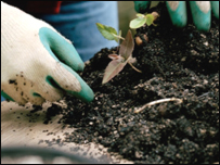 A person digging in the soil
