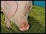 Piggy