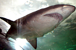 Great white shark