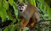 Squirrel monkey