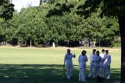cricketers standing under the shade of a tree in a field
