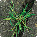 Annual meadow grass
